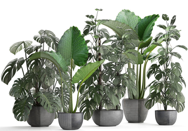 Collection Exotic plants Monstera