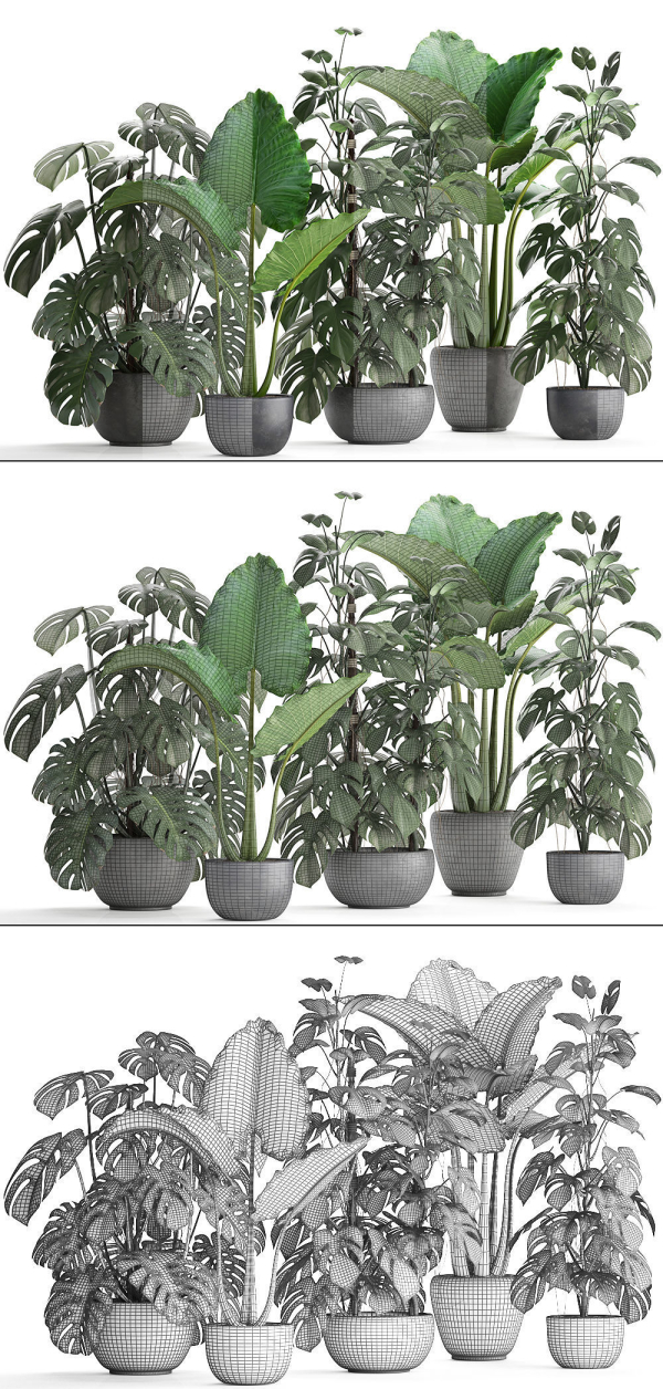 Collection Exotic plants Monstera