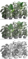 Collection Exotic plants Monstera
