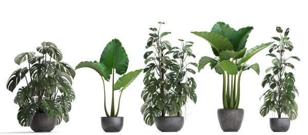 Collection Exotic plants Monstera