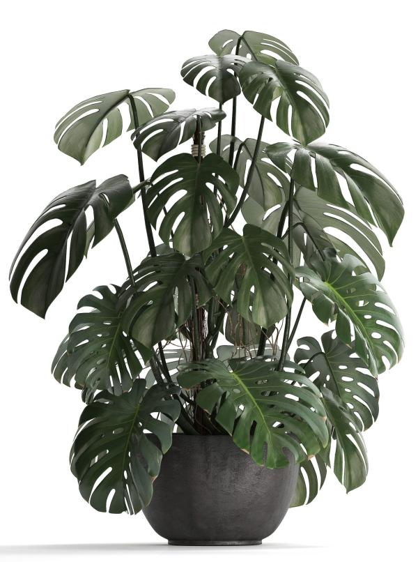 Collection Exotic plants Monstera