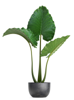 Collection Exotic plants Monstera