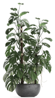 Collection Exotic plants Monstera