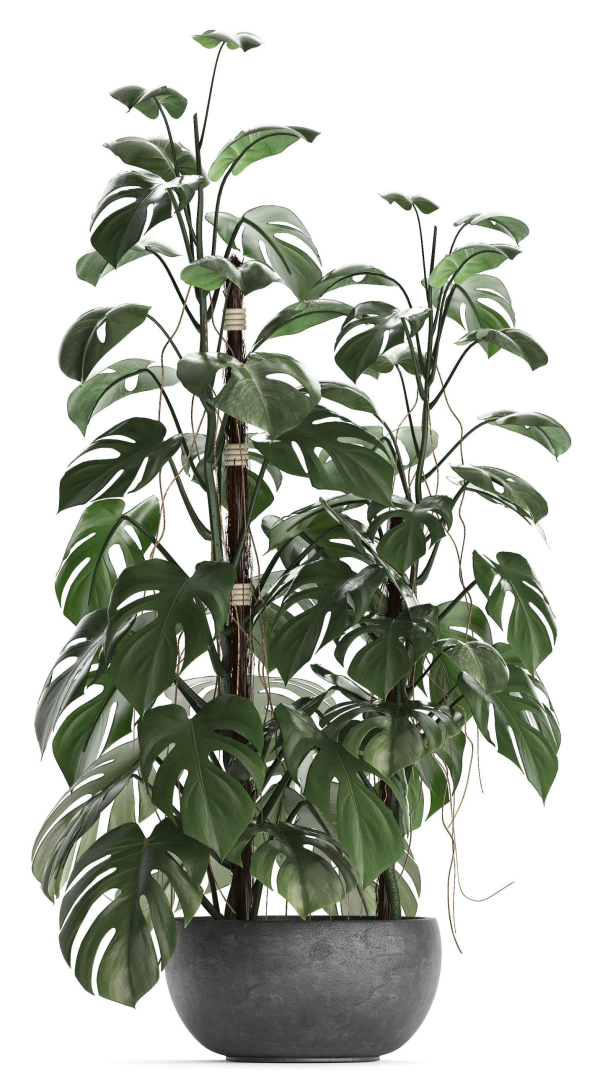 Collection Exotic plants Monstera