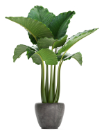 Collection Exotic plants Monstera