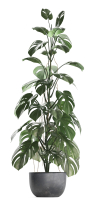 Collection Exotic plants Monstera