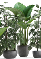 Collection Exotic plants Monstera