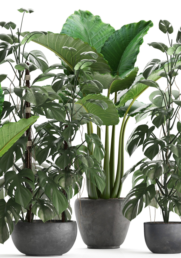 Collection Exotic plants Monstera