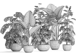 Collection Exotic plants Monstera