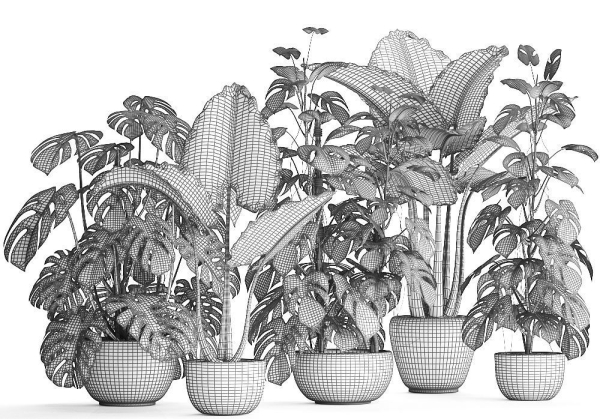 Collection Exotic plants Monstera