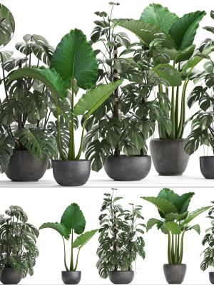 Collection Exotic plants Monstera