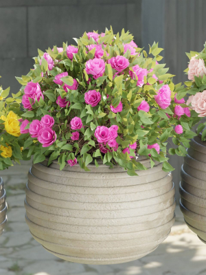 collection flowering bush vol 16-Blender