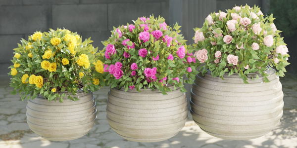 collection flowering bush vol 16-Blender