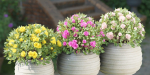 collection flowering bush vol 16-Blender