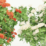collection flowering bush vol 3
