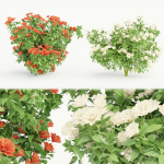 collection flowering bush vol 3