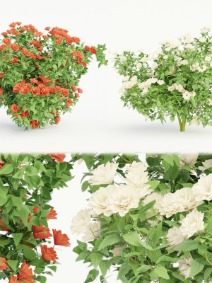 collection flowering bush vol 3