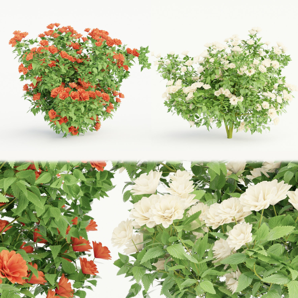 collection flowering bush vol 3