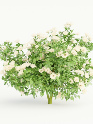 collection-flowering-bush-vol-3-3d-model-4202e73ffb