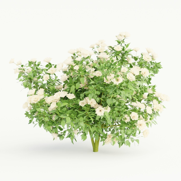 collection flowering bush vol 3