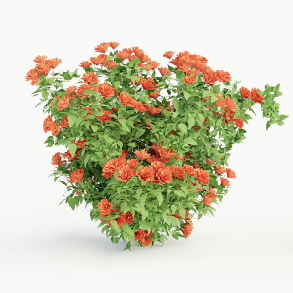 collection flowering bush vol 3
