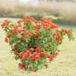collection flowering bush vol 3