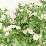 collection flowering bush vol 3