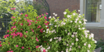 collection flowering bush vol 4-Blender