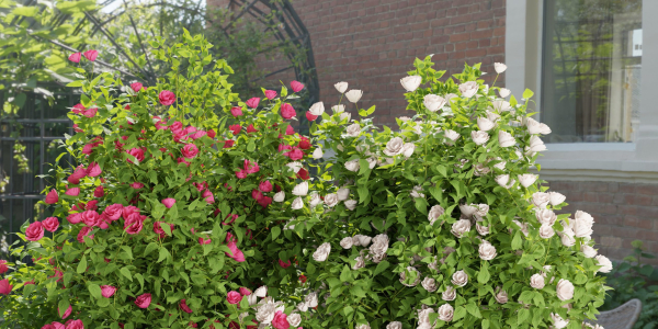 collection flowering bush vol 4-Blender