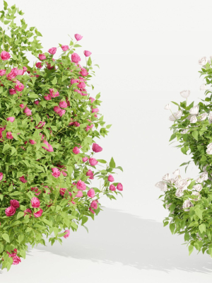collection flowering bush vol 4-Blender