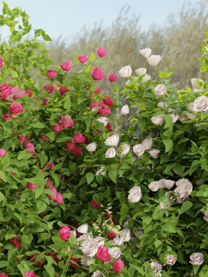 collection-flowering-bush-vol-4-blender-3d-model-f8c951457a