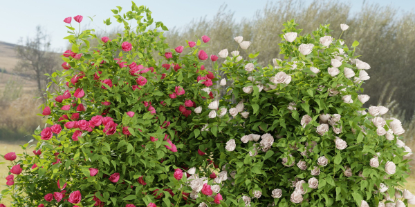 collection flowering bush vol 4-Blender