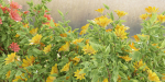 collection flowering bush vol 8-Blender