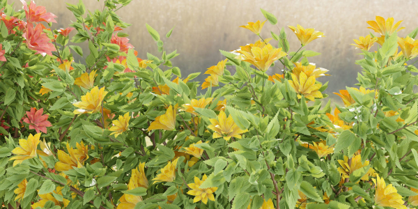 collection flowering bush vol 8-Blender