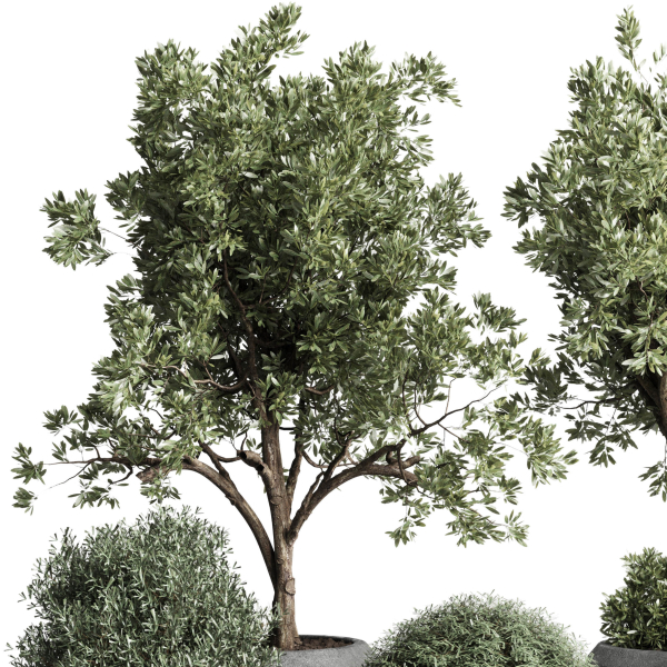 Collection indoor outdoor plant tree grass vase dirty concrete