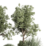 Collection indoor outdoor plant tree grass vase dirty concrete