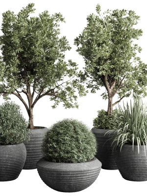 Collection indoor outdoor plant tree grass vase dirty concrete