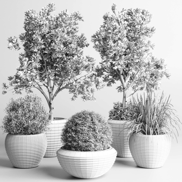 Collection indoor outdoor plant tree grass vase dirty concrete