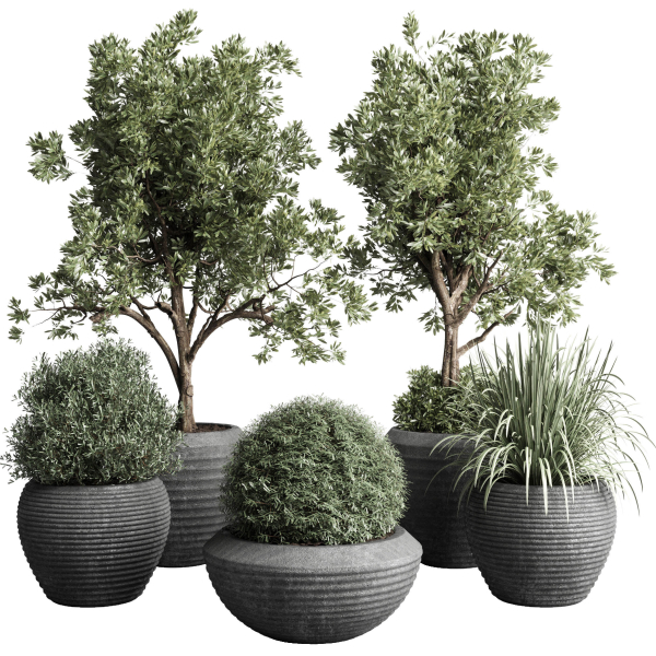 Collection indoor outdoor plant tree grass vase dirty concrete