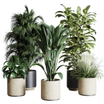 Collection indoor plant 284 plant ficus rubbery