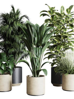 collection-indoor-plant-284-plant-ficus-rubbery-3d-model-low-poly-max-obj-fbx
