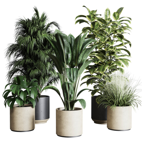 collection-indoor-plant-284-plant-ficus-rubbery-3d-model-low-poly-max-obj-fbx