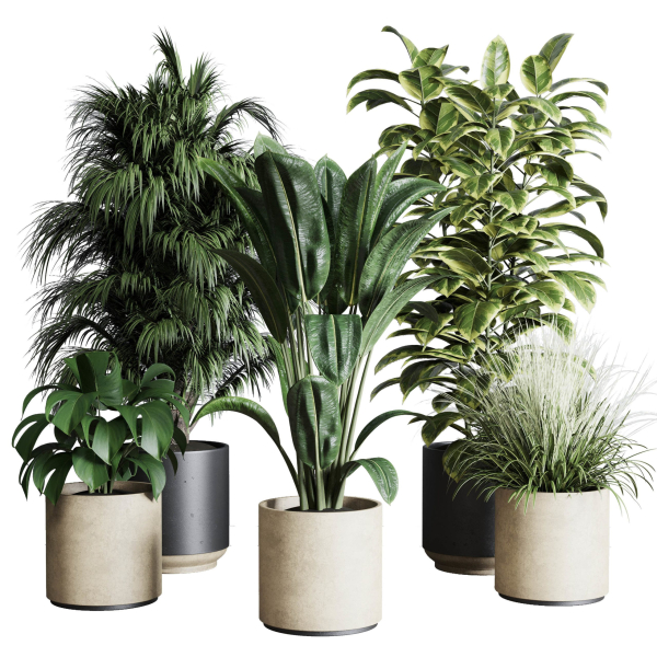 Collection indoor plant 284 plant ficus rubbery