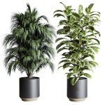 Collection indoor plant 284 plant ficus rubbery