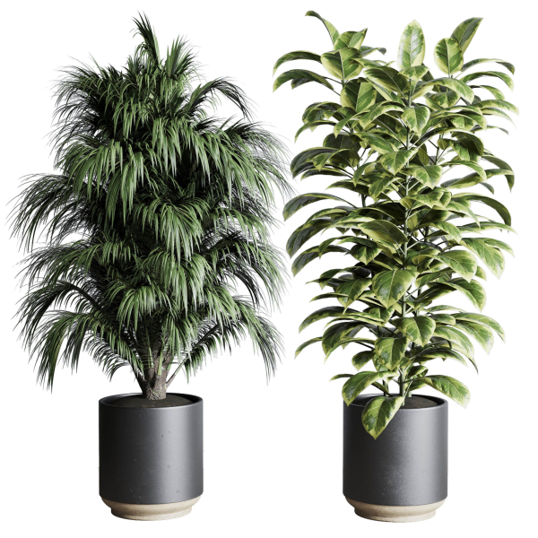 Collection indoor plant 284 plant ficus rubbery