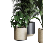Collection indoor plant 284 plant ficus rubbery