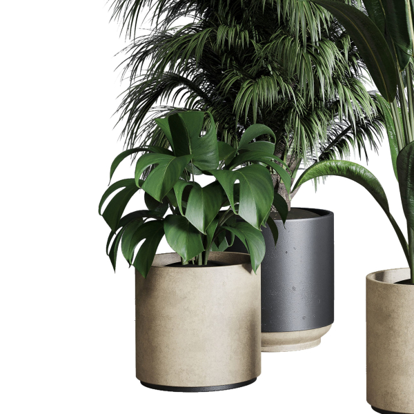 Collection indoor plant 284 plant ficus rubbery