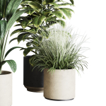 Collection indoor plant 284 plant ficus rubbery