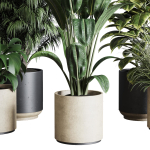 Collection indoor plant 284 plant ficus rubbery