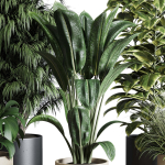 Collection indoor plant 284 plant ficus rubbery